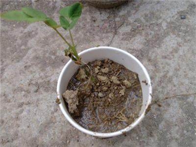 盆栽养护：太神奇，一个矿泉水瓶，丢个枝条进去，不用管就长出一盆花！