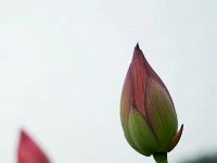 【随手拍】又是一年荷花开！