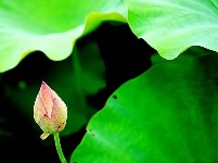 【随手拍】又是一年荷花开！