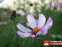 【美景】走，约上小伙伴，到梅庙看格桑花！