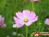 【美景】走，约上小伙伴，到梅庙看格桑花！