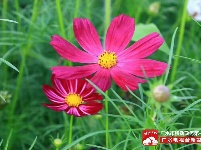 【美景】走，约上小伙伴，到梅庙看格桑花！