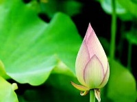 【随手拍】又是一年荷花开！
