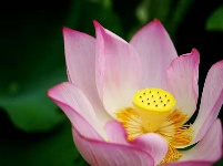 【随手拍】又是一年荷花开！