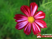 【美景】走，约上小伙伴，到梅庙看格桑花！