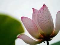 【随手拍】又是一年荷花开！