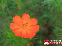 【美景】走，约上小伙伴，到梅庙看格桑花！