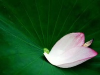 【随手拍】又是一年荷花开！