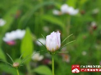 【美景】走，约上小伙伴，到梅庙看格桑花！