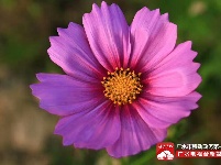 【美景】走，约上小伙伴，到梅庙看格桑花！