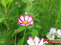 【美景】走，约上小伙伴，到梅庙看格桑花！