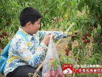 【休闲】寿山生态园让你体验亲手采摘果实的快乐