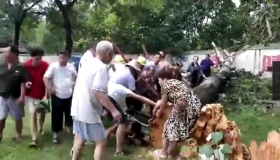 【暖心】树倒工人被压 众人合力救人