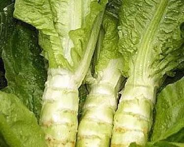 三块钱一斤的东西，竟是“千金菜”！还是抗癌大王！