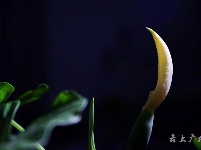 仅一背影，亦能倾国倾城