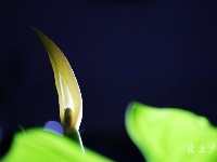 仅一背影，亦能倾国倾城