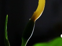 仅一背影，亦能倾国倾城