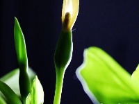 仅一背影，亦能倾国倾城