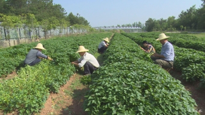 金悦农产品开发有限公司为贫困群众免费提供种苗