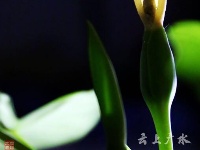 仅一背影，亦能倾国倾城