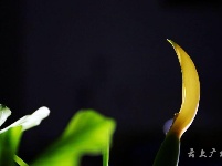 仅一背影，亦能倾国倾城