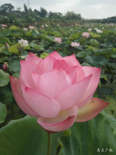 广水乡村游持续火爆