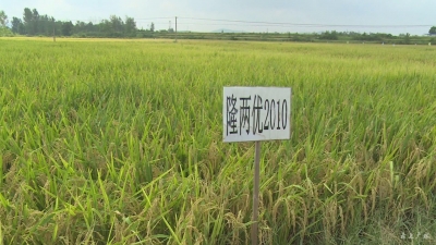 市农业部门开展水稻新品种示范展示