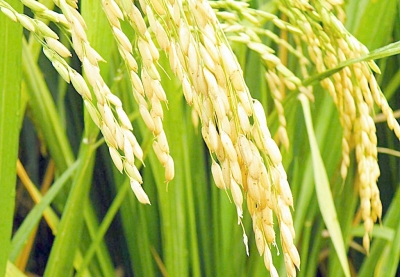 山区调、丘陵稳、平原增 湖北水稻产业迈向
