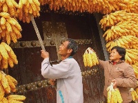 这一张张笑脸 洋溢着金秋九月丰收的喜悦