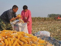 这一张张笑脸 洋溢着金秋九月丰收的喜悦