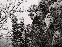 三潭美不美，只有雪知道