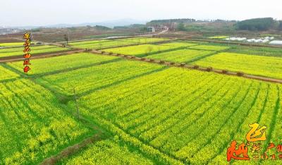 视频│广水这里的油菜花 美出了新高度！