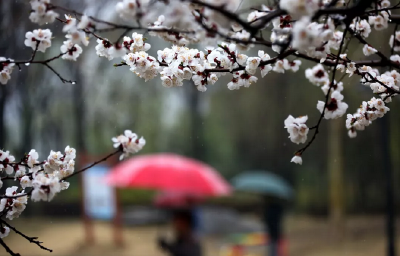 今日谷雨——繁花随雨落 繁华扑面来