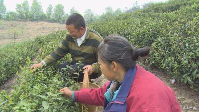 蔡河南界村：扶贫先扶志 产业助脱贫