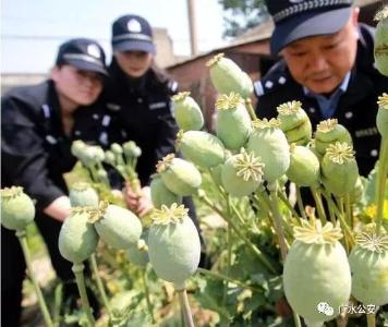 【禁毒行动】 非法种植罂粟，广水这三人受到治安处罚