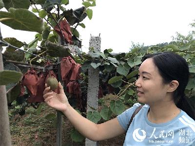 赞赞赞｜广水红心猕猴桃上了人民网！