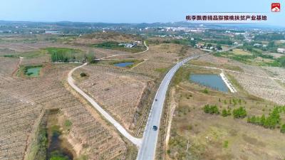 蔡河镇-桃李飘香精品猕猴桃扶贫产业基地