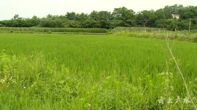 市植保站提示：我市小麦进入赤霉病流行期