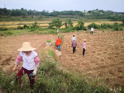 广水市场监督管理局帮助楼子湾村拓产业促增收