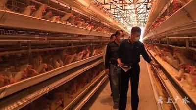 自动化养鸡效益高   带动群众增收致富