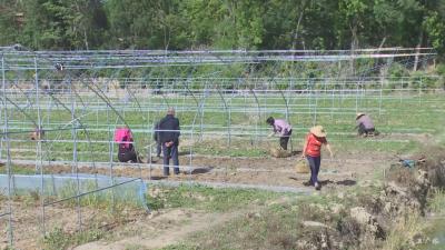 关庙笔山村：温室大棚 助农增收