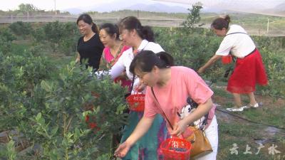 双龙果园：本地蓝莓丰收 吸引游客采摘