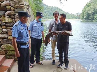 广水发现体长1.1米野生娃娃鱼  民警见证放归自然