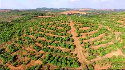 以“绿”生“金”增绿增收   广水实现扶贫开发和生态建设良性循环