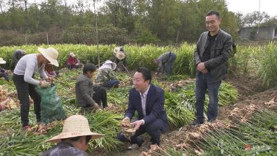 吴店：小生姜大产业   助脱贫帮致富