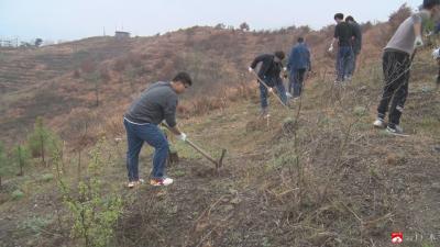 广办：义务植树添新绿   打造生态绿色家园