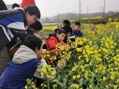 蔡河镇中心小学组织春游赏花活动