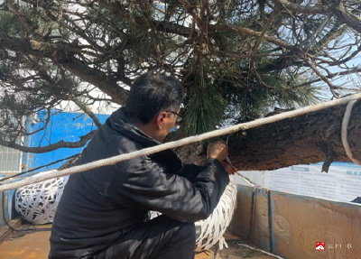 市林业局严厉打击乱采滥挖野生植物违法行为