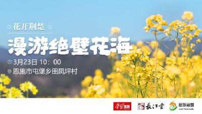 花开荆楚：漫游绝壁花海，恩施千亩油菜花绝了！