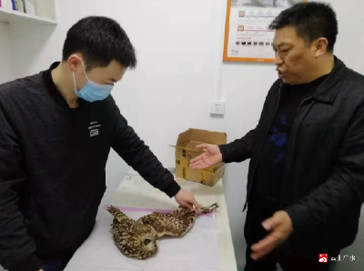 广水市林政稽查大队成功救助国家二级保护野生动物“猫头鹰”